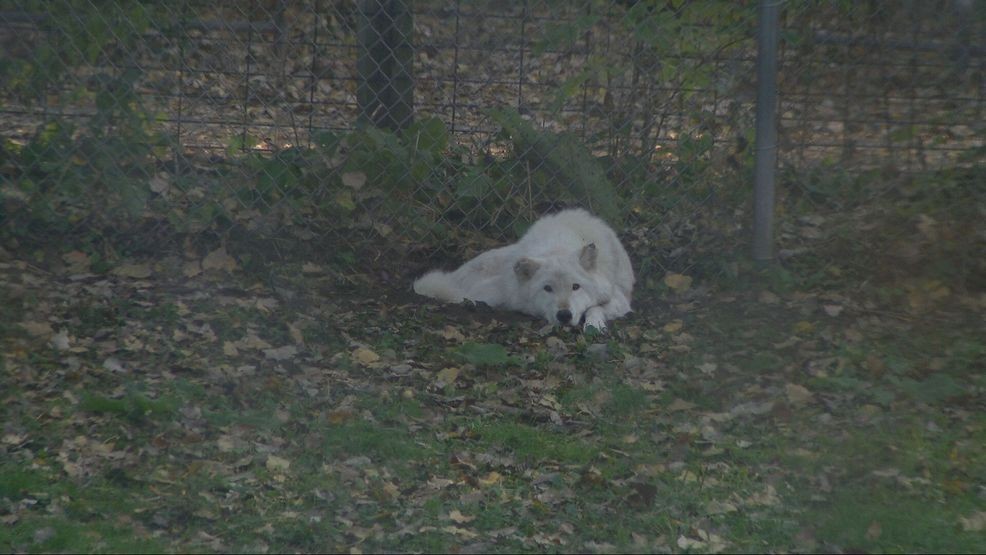 Bay Beach Wildlife Sanctuary plans 564-acre habitat restoration, construction eyed in 2028 — Fox 11 Green Bay Local, Brownsville Community news