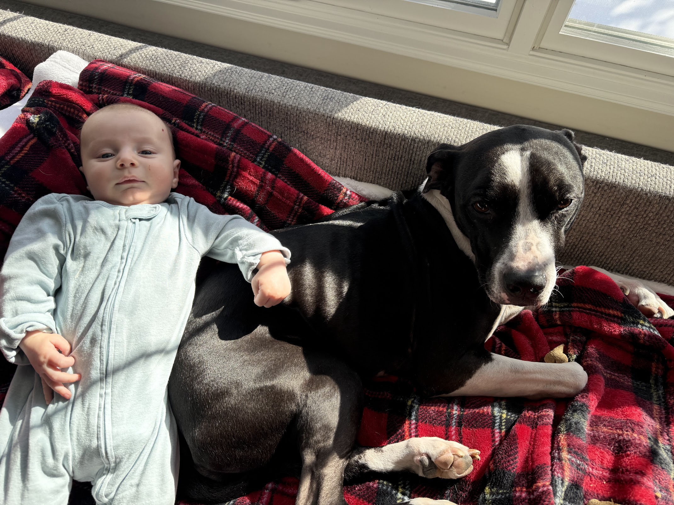 Baby and dark pitbull resting on red blanket